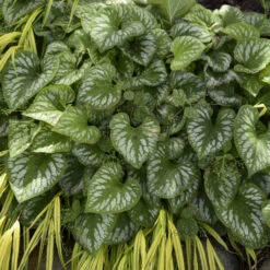 'Emerald Mist' Siberian Bugloss -Perennials Store 699 Emerald Mist Siberian Bugloss 1