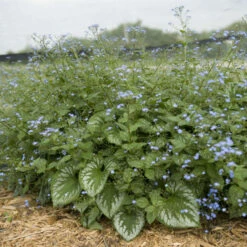'Emerald Mist' Siberian Bugloss -Perennials Store 699 Emerald Mist Siberian Bugloss 4
