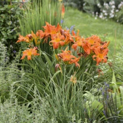 Rainbow Rhythm® 'Primal Scream' Daylily -Perennials Store 6a3510cfb0d3d3786f9a02dd75cd745f