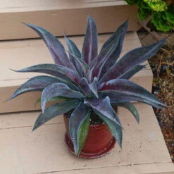 Mad About Mangave® 'Mission To Mars' Mangave -Perennials Store 6a6cda7c97208e48f864a4bbe5b7b04e