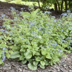 'Jack Of Diamonds' Siberian Bugloss -Perennials Store 6faf0d3a285a7519e36a27c802aeff77