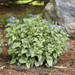 'Sterling Silver' Siberian Bugloss -Perennials Store 700 Sterling Silver Siberian Bugloss 4
