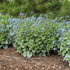 'Sterling Silver' Siberian Bugloss -Perennials Store 700 Sterling Silver Siberian Bugloss 5