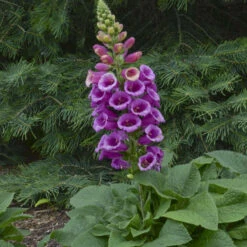 'Candy Mountain' Foxglove