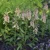 'Dalmatian Peach' Foxglove -Perennials Store 703 Dalmatian Peach Foxglove 2