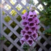 'Sugar Plum' Foxglove -Perennials Store 705 Sugar Plum Foxglove