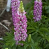 Mini Gallery™ Pink Bicolor Lupine 2 Mini Gallery™ Pink Bicolor Lupine -Perennials Store 715 Mini Gallery Pink Bicolor Lupine