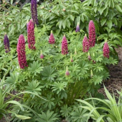 Mini Gallery™ Red Lupine 8 Mini Gallery™ Red Lupine -Perennials Store 716 Mini Gallery Red Lupine 4