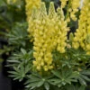 Mini Gallery™ Yellow Lupine -Perennials Store 717 Mini Gallery Yellow Lupine 1