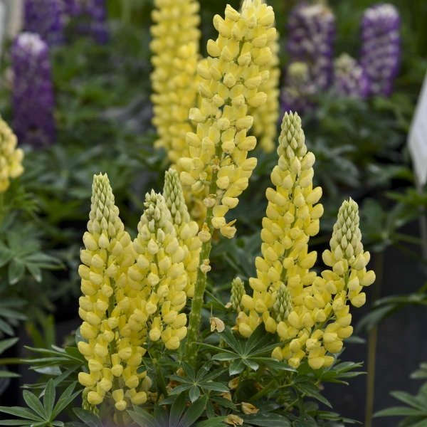 Mini Gallery™ Yellow Lupine 4 Mini Gallery™ Yellow Lupine - Image 2
