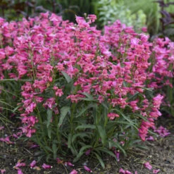 Bejeweled™ 'Pink Pearls' Beardtongue -Perennials Store 7206b84fdb86834eddf508c792f96850