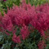 'Montgomery' Astilbe 1 'Montgomery' Astilbe -Perennials Store 732 Montegomery Astilbe 1