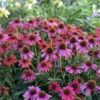 Summersong™ Firefinch™ Coneflower -Perennials Store 733 Summersong Firefinch Coneflower 4