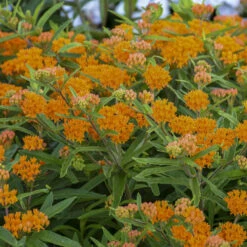 Orange Milkweed -Perennials Store 735d3d934768896328c91cf68cd8e8cf