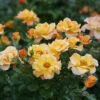 Suñorita® Rose -Perennials Store 747 3062 popup