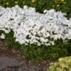 'Opening Act White' Hybrid Phlox -Perennials Store 76de58cb5738dc4ca8dc186f707af0f4
