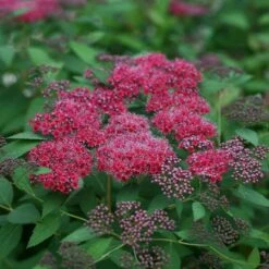 Double Play® Red Spirea