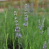 Provence French Lavender -Perennials Store 781 lavandula provence 2