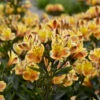 'Summer Breeze' Peruvian Lily -Perennials Store 7a7969d52cd4690638bd54c4b2452df1