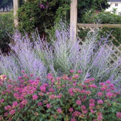 Russian Sage -Perennials Store 7eb4f99bec5744fa0c6053098048f21d