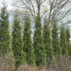 Full Speed A Hedge® 'American Pillar' Arborvitae -Perennials Store 800 3356 popup sw