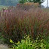 Prairie Winds® 'Cheyenne Sky' Switchgrass 2 Prairie Winds® 'Cheyenne Sky' Switchgrass -Perennials Store 837 4485 popup