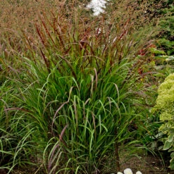 Prairie Winds® 'Cheyenne Sky' Switchgrass -Perennials Store 837 4487 popup