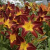 Rainbow Rhythm® 'Ruby Spider' Daylily -Perennials Store 843232722e226db50342951df2a564a3