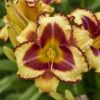 Rainbow Rhythm® 'Blazing Glory' Daylily -Perennials Store 85241d38d711213c31065f3ee4ea8d7d