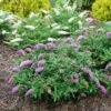 Pugster Periwinkle® Butterfly Bush 2 Pugster Periwinkle® Butterfly Bush -Perennials Store 855 4136 popup