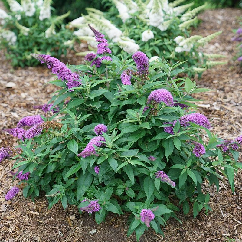Pugster Periwinkle® Butterfly Bush 4 Pugster Periwinkle® Butterfly Bush - Image 2