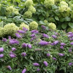 Pugster Periwinkle® Butterfly Bush 8 Pugster Periwinkle® Butterfly Bush -Perennials Store 855 4139 popup