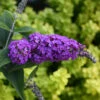 Lo & Behold® 'Purple Haze' Butterfly Bush -Perennials Store 856 4140 popup