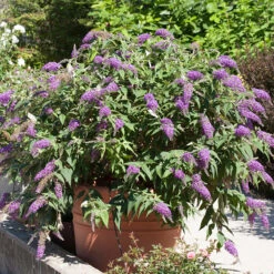 Lo & Behold® 'Purple Haze' Butterfly Bush -Perennials Store 856 4142 popup