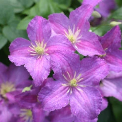 Jolly Good™ Clematis -Perennials Store 859 4168 popup
