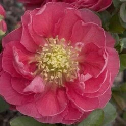 Double Take Pinkâ„¢ Flowering Quince