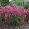 Bejeweled™ 'Pink Pearls' Beardtongue 1 Bejeweled™ 'Pink Pearls' Beardtongue -Perennials Store 86ab5b04e30cfb7a5eb41a18dff679f4