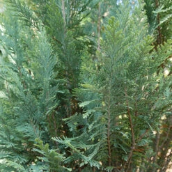 Pinpoint® Blue False Cypress -Perennials Store 896 4157 popup