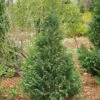 Pinpoint® Blue & Gold False Cypress