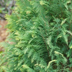 Pinpoint® Blue & Gold False Cypress -Perennials Store 897 4177 popup