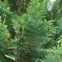 Pinpoint® Blue & Gold False Cypress -Perennials Store 897 4178 popup