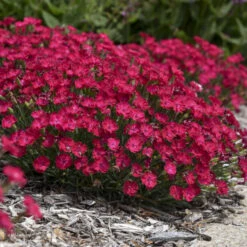 'Paint The Town Red' Dianthus -Perennials Store 8d9e493de68a8bec5e3463796fee61b9