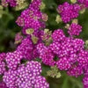 'Firefly Fuschia' Yarrow 2 'Firefly Fuschia' Yarrow -Perennials Store 8dc21cfd7caffb08d3d7c9475eb4a823