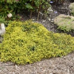 Rock 'N Low 'Yellow Brick Road' Stonecrop -Perennials Store 91ad3c349312dda074e46c9815a886e3