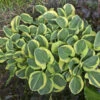 'Mighty Mouse' Hosta -Perennials Store 935286a1f010f7e6fc1f7f2ff38485cc