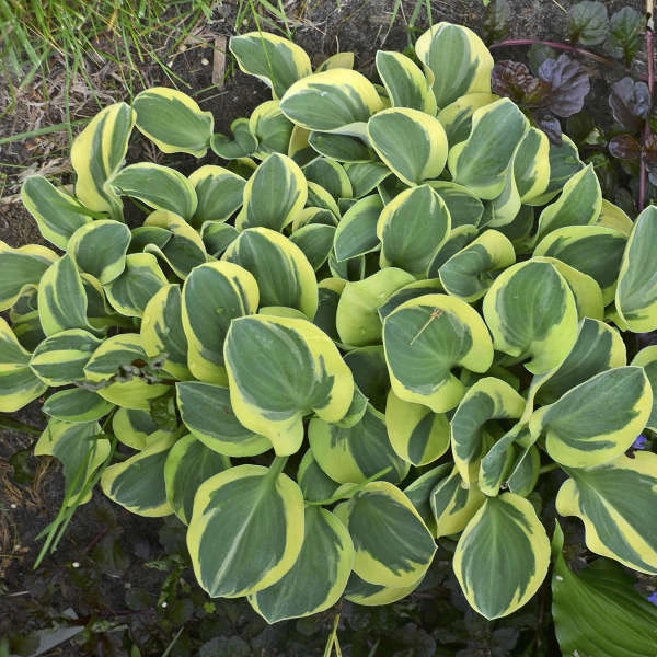 'Mighty Mouse' Hosta 3 'Mighty Mouse' Hosta
