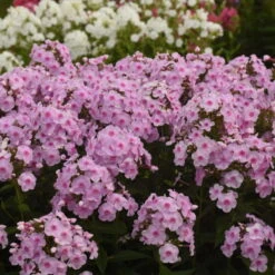 Luminary™ 'Opalescence' Phlox -Perennials Store 97eb822f201cd96f5088c7eb4d264472