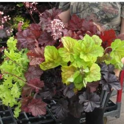 'Southern Comfort' Coral Bells -Perennials Store 99 1727 popup