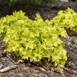 Dolce® 'Apple Twist' Coral Bells 10 Dolce® 'Apple Twist' Coral Bells -Perennials Store 9b3129449c965b7e4b021bf08ed854ab