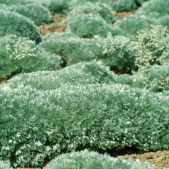 'Silver Mound' Wormwood 11 'Silver Mound' Wormwood -Perennials Store 9bb0c9995610c5c6de695656faef4ad1